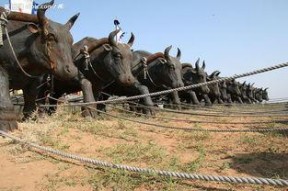 蒙古大汉图片,雄浑草原的壮美身影